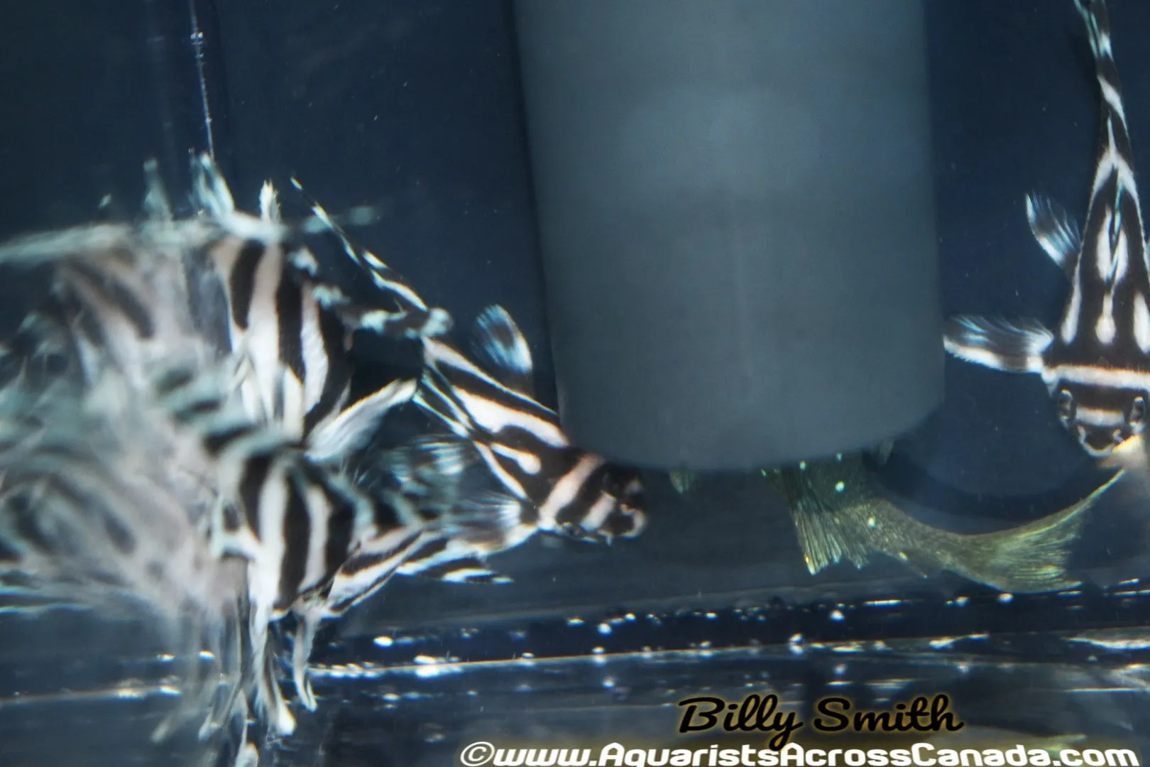 (Pre-Order) L46 ZEBRA PLECO (Hypancistrus zebra)