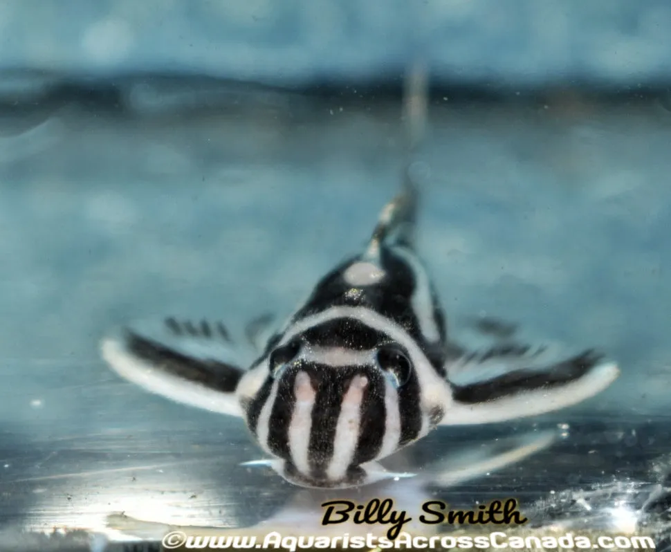 (Pre-Order) L46 ZEBRA PLECO (Hypancistrus zebra)