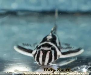 (Pre-Order) L46 ZEBRA PLECO (Hypancistrus zebra)