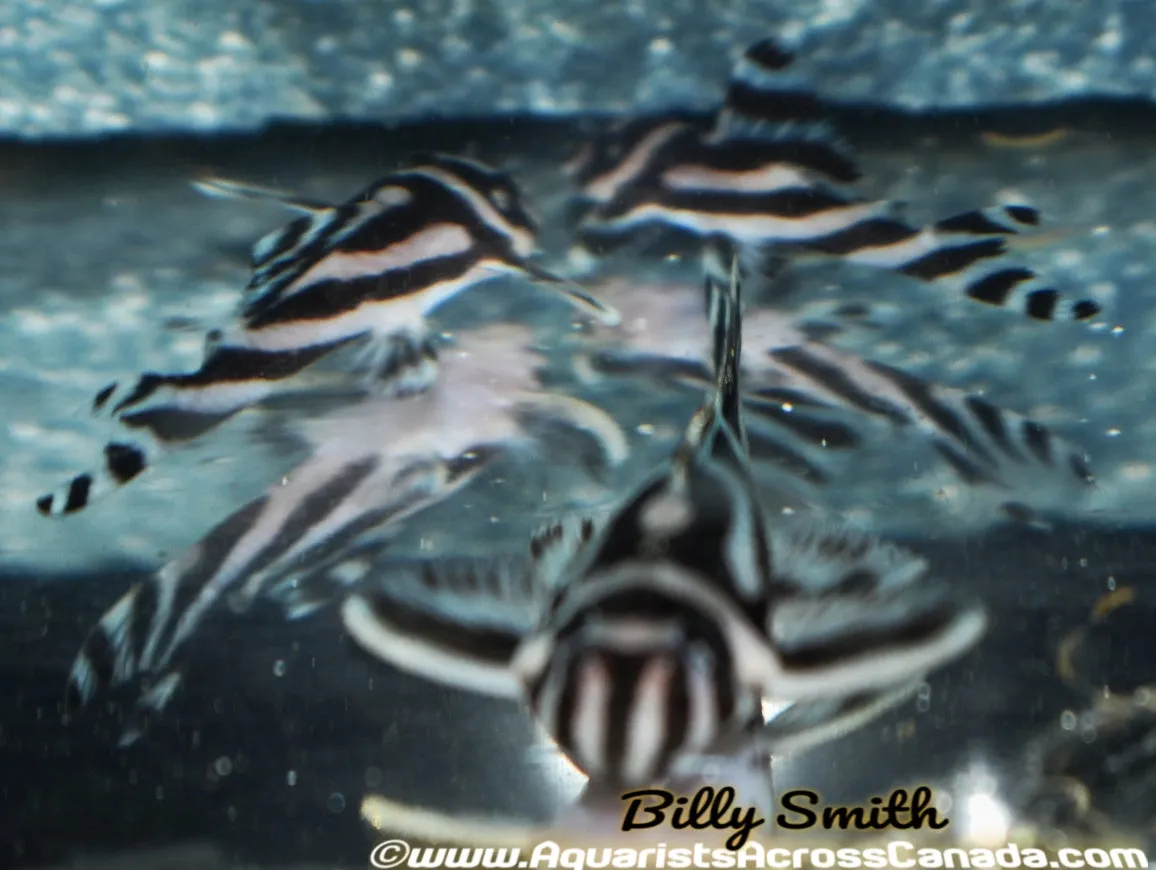 (Pre-Order) L46 ZEBRA PLECO (Hypancistrus zebra)