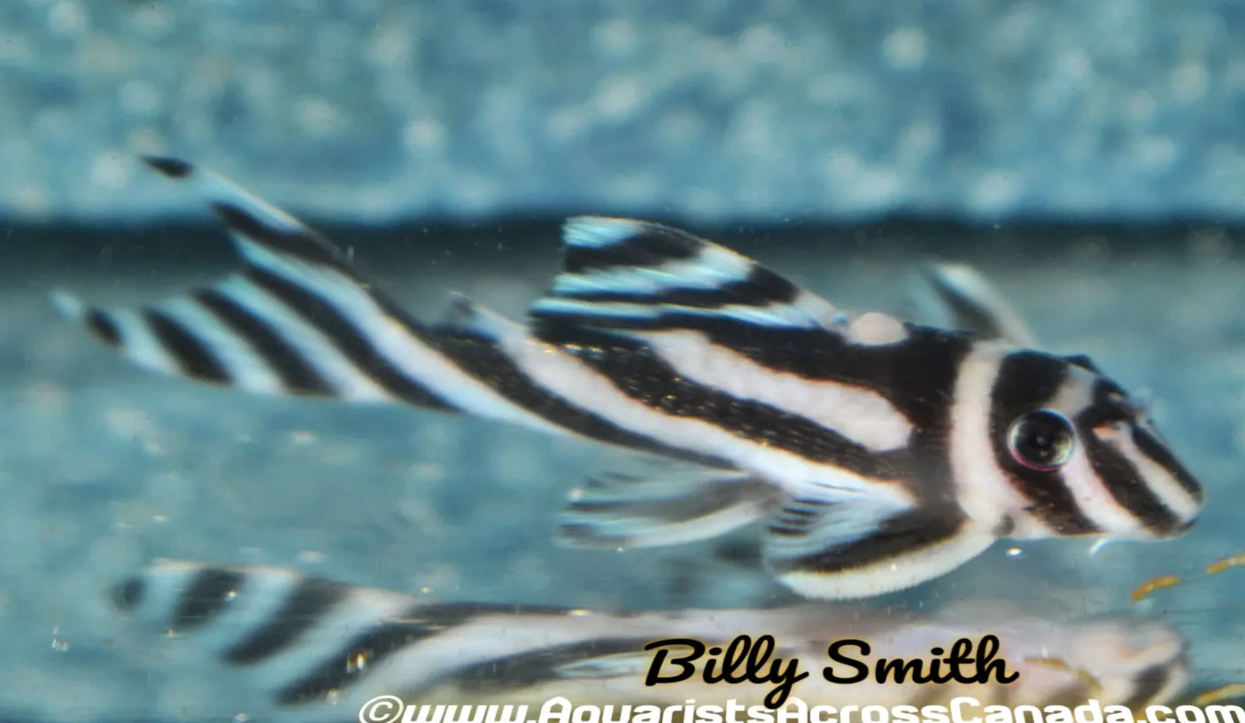 (Pre-Order) L46 ZEBRA PLECO (Hypancistrus zebra)